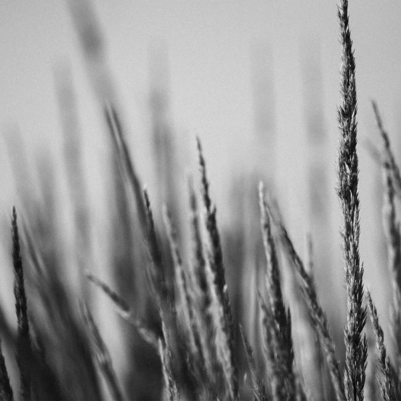 PD Presets BW5 Plus Pushed