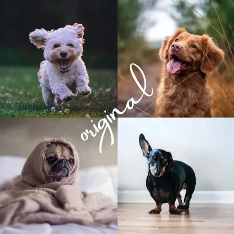 Shutterhound Variety Pet Lightroom Presets