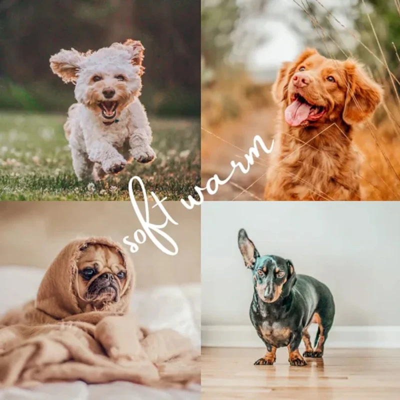 Shutterhound Variety Pet Lightroom Presets