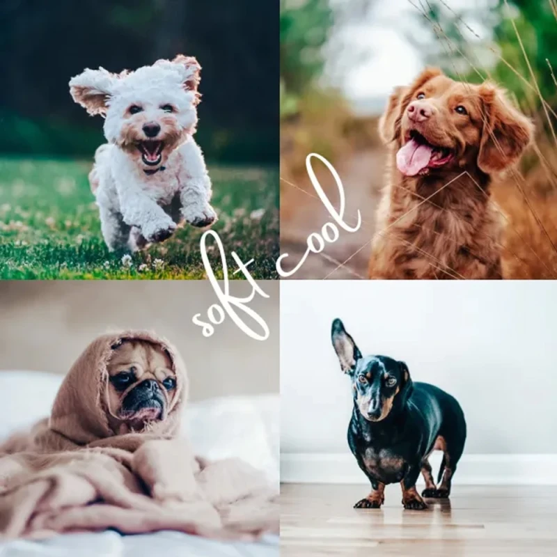 Shutterhound Variety Pet Lightroom Presets