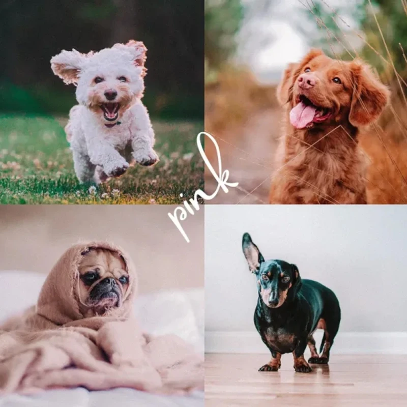 Shutterhound Variety Pet Lightroom Presets