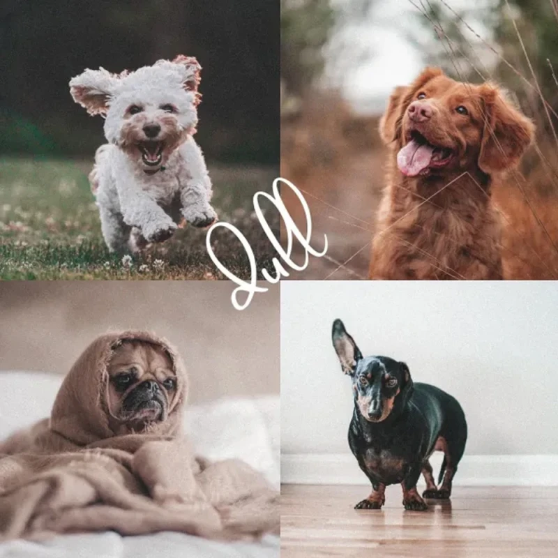 Shutterhound Variety Pet Lightroom Presets