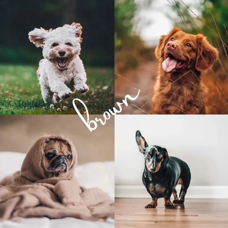 Shutterhound Variety Pet Lightroom Presets