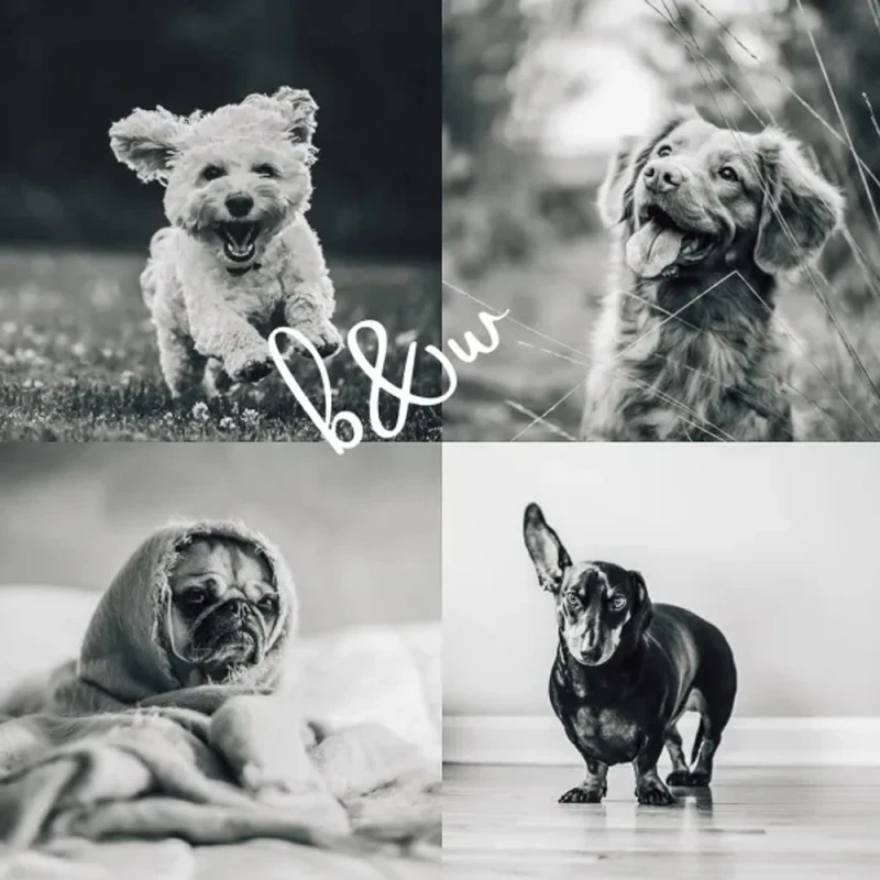 Shutterhound Variety Pet Lightroom Presets