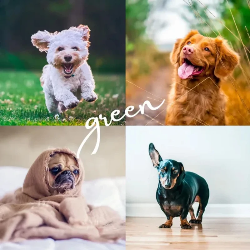 Shutterhound Variety Pet Lightroom Presets