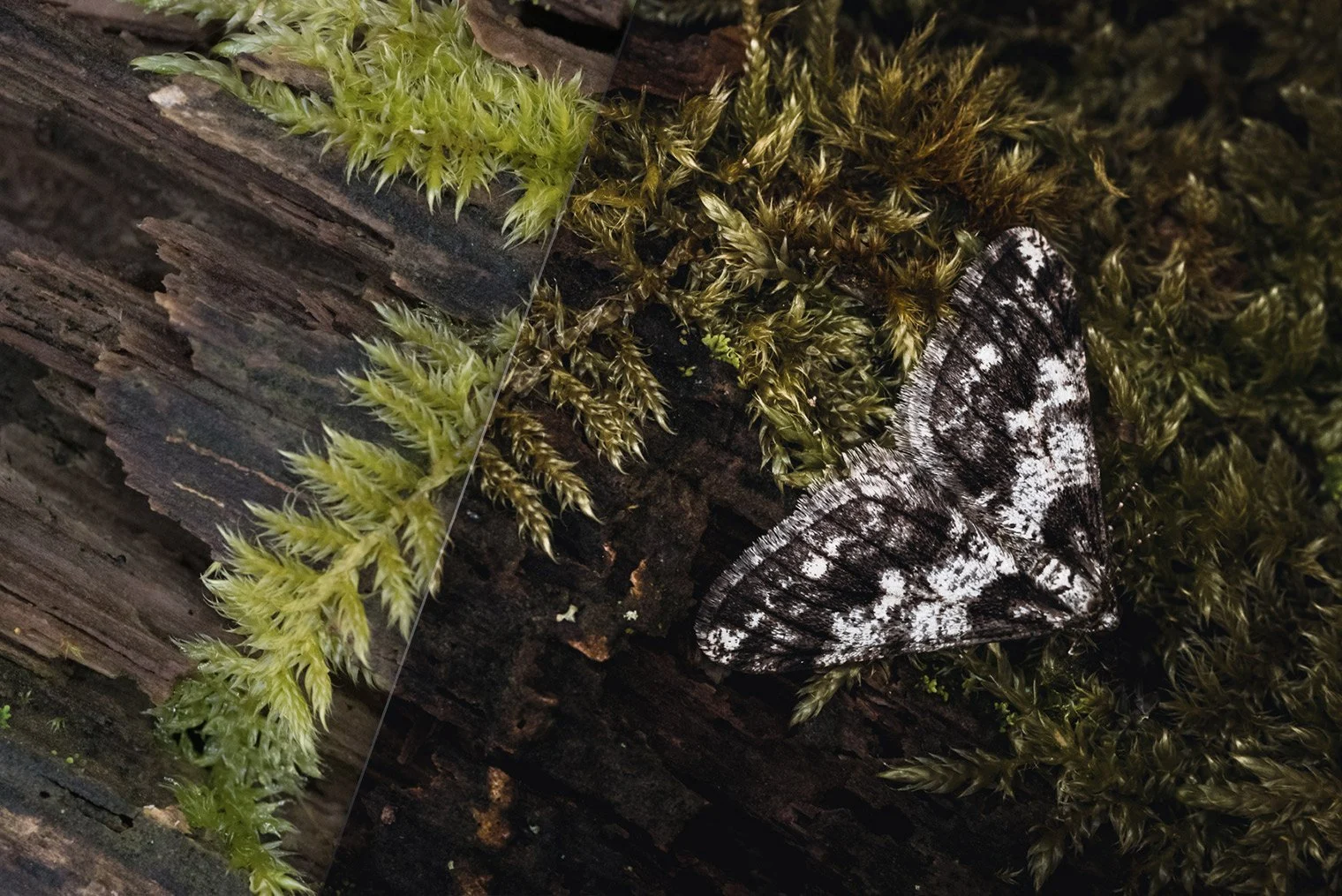 Dark Forest Tales Mobile & Desktop Presets for Lightroom